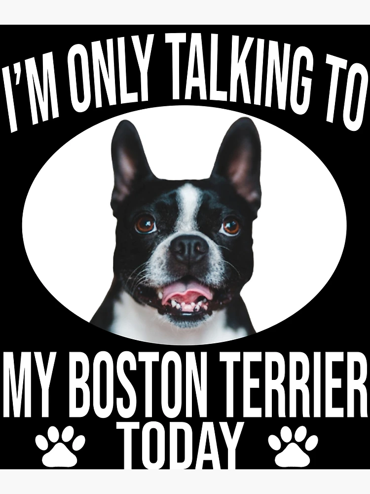 Talking cheap boston terrier