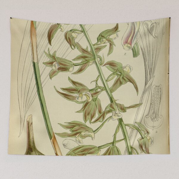 Item preview, Tainia viridifusca (as Calanthe viridifusca, spelled viridi fusca) Curtis' 78 (Ser. 3 no. 8) pl. 4669 (1852) designed and sold by EsotericBotanic.