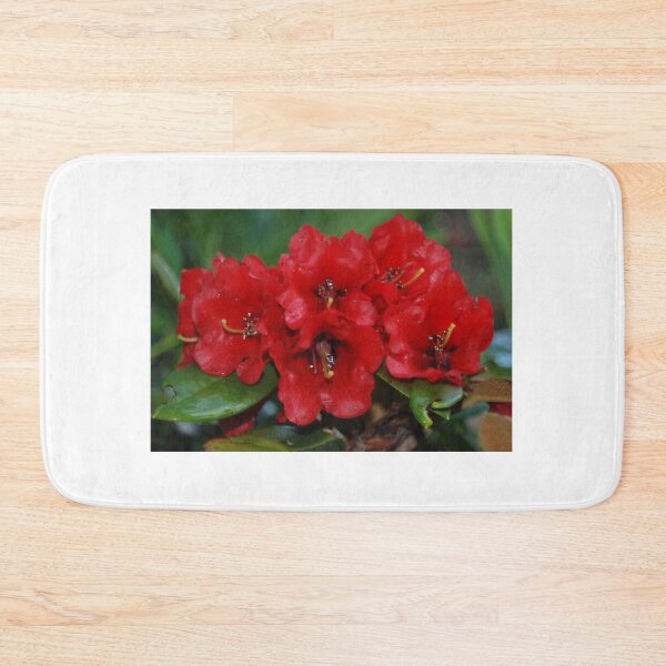 Item preview, Rhododendron haematodes ssp. haematodes designed and sold by justbmac.