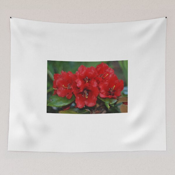 Item preview, Rhododendron haematodes ssp. haematodes designed and sold by justbmac.