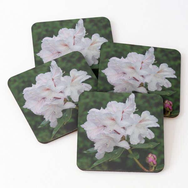 Item preview, Rhododendron haematodes ssp. chaetomallum designed and sold by justbmac.