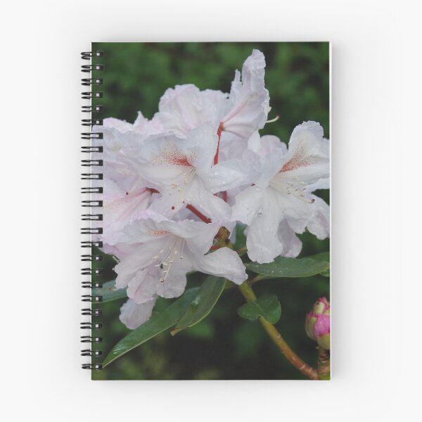 Item preview, Rhododendron haematodes ssp. chaetomallum designed and sold by justbmac.