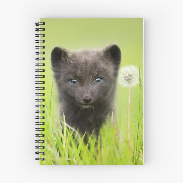 Item preview, Arctic Fox cub and a dandelion designed and sold by dgwildlife.