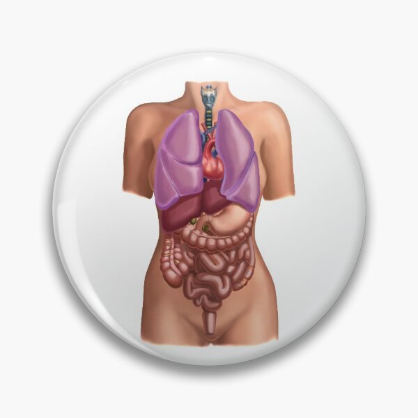Item preview, Female anatomy with organs Illustration designed and sold by ScienceSource.
