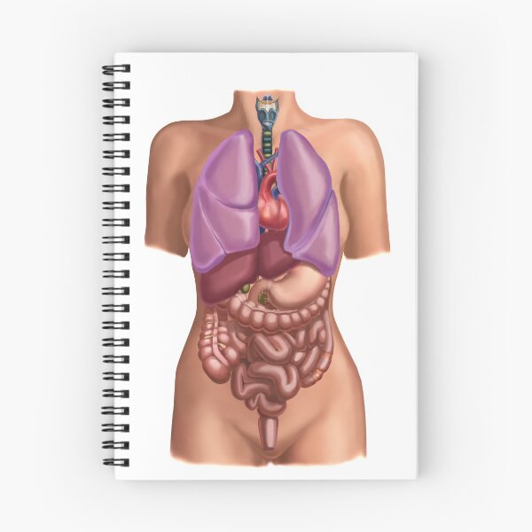 Item preview, Female anatomy with organs Illustration designed and sold by ScienceSource.