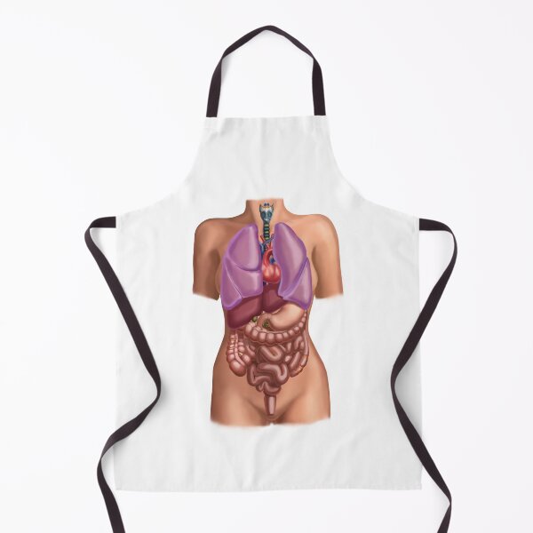Item preview, Female anatomy with organs Illustration designed and sold by ScienceSource.