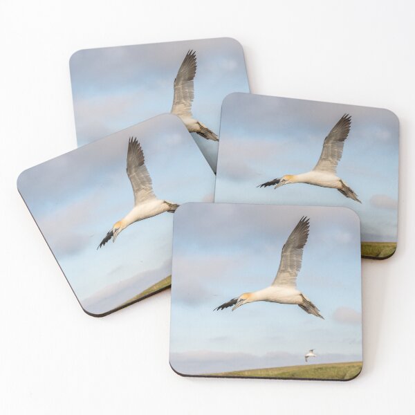 Item preview, Northern Gannet designed and sold by Steve Liptrot Photography.