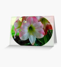 Amaryllis 1 Grußkarte