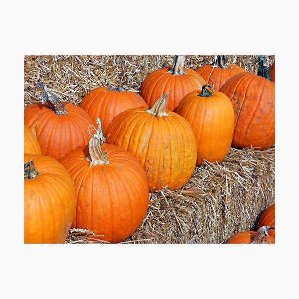 Pumpkin Parade Photographic Print