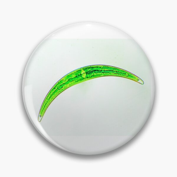 Item preview, Diatom designed and sold by Joe Saladino.