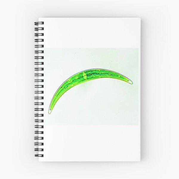 Item preview, Diatom designed and sold by Joe Saladino.