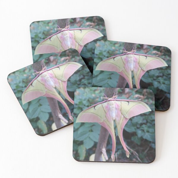 Item preview, Pink Spirit Moth - Actias rhodopneuma designed and sold by Entomologist.