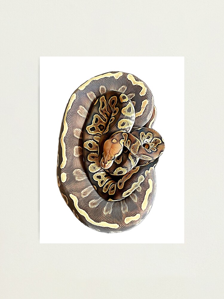 Ball Python Axanthic Pied Snake Poster for Sale by Elarex