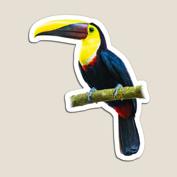 Toucan on a Branch Magnet