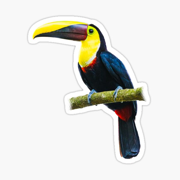 Toucan on a Branch Sticker