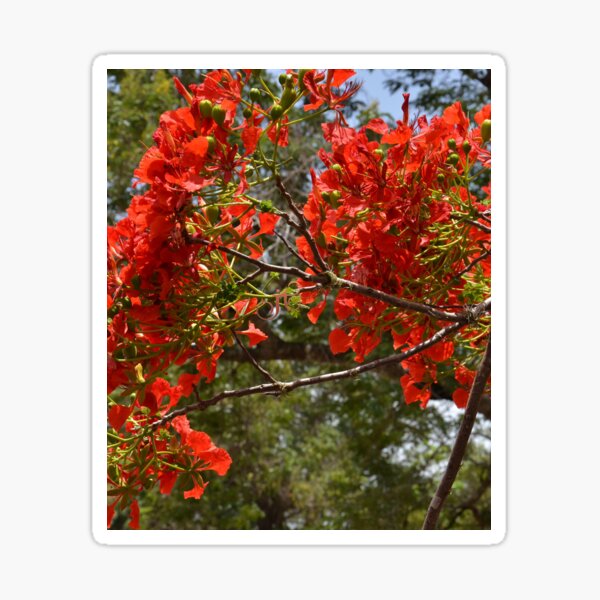 Flamboyant Sticker