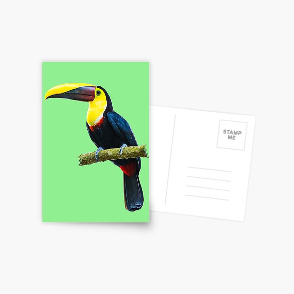 Toucan on a Branch Postcard