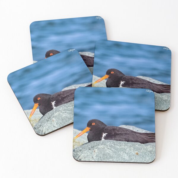 Item preview, Australian Pied Oystercatcher 01 designed and sold by kevin Chippindall.