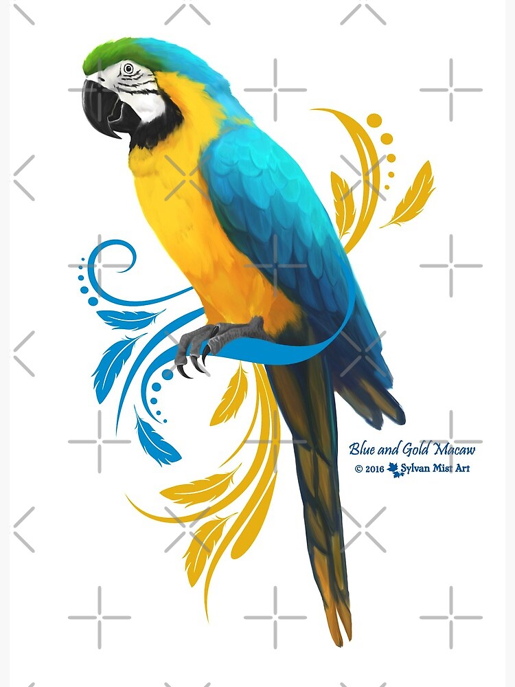 Fine art print of good a blue and gold Macaw.