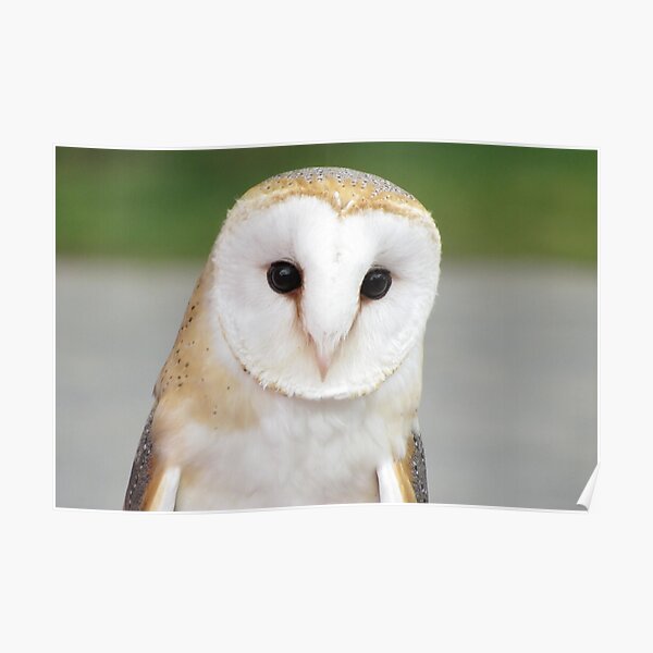 "Barn Owl" Poster For Sale By Hummingbirds | Redbubble