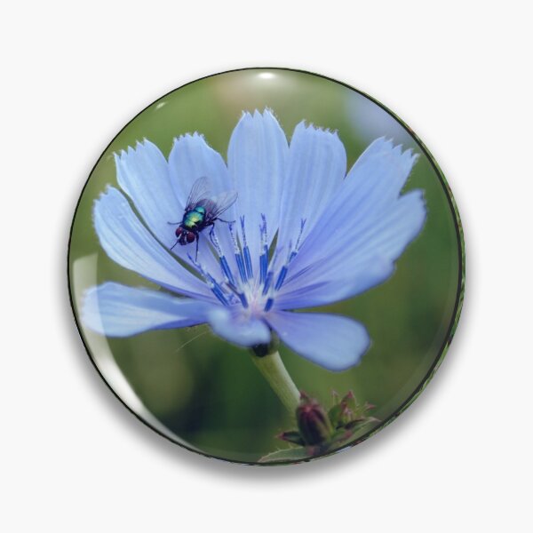 Item preview, Roadside Chicory designed and sold by MarjorieB.