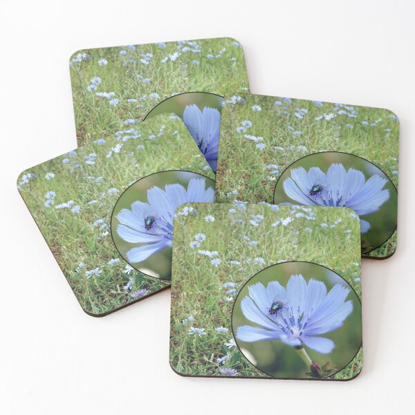 Item preview, Roadside Chicory designed and sold by MarjorieB.