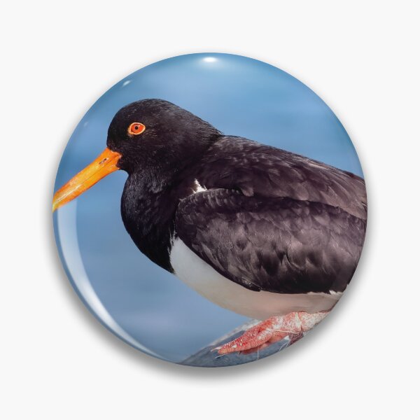 Item preview, Australian Pied Oystercatcher 02 designed and sold by kevin Chippindall.