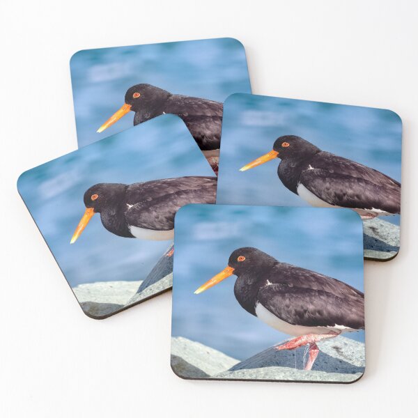 Item preview, Australian Pied Oystercatcher 02 designed and sold by kevin Chippindall.