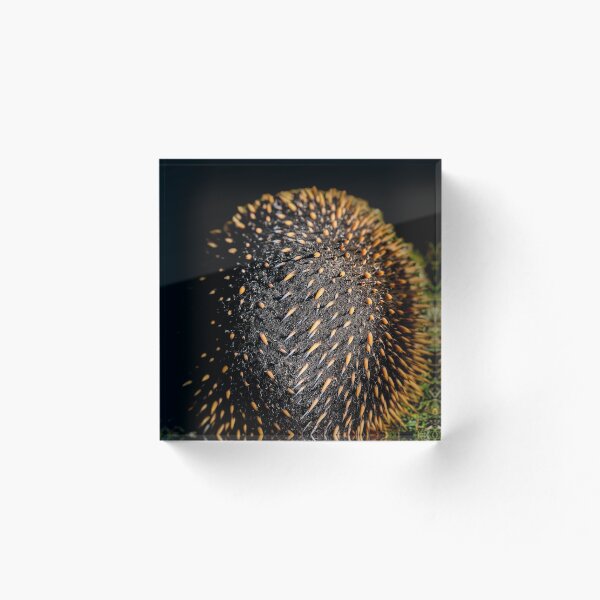 Item preview, PRICKLEY designed and sold by AcaciaStudio.