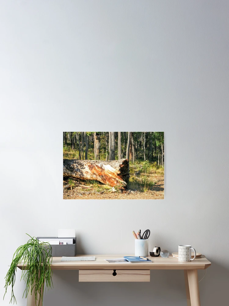 Thumbnail 2 of 3, Poster, Fallen Tree designed and sold by eidann.