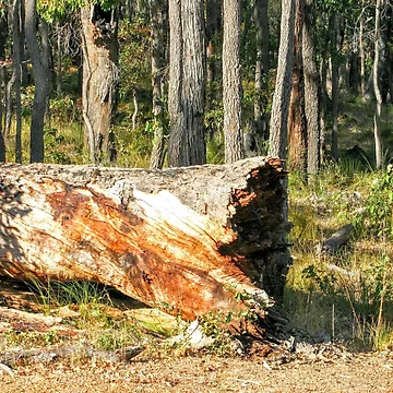 Artwork thumbnail, Fallen Tree by eidann
