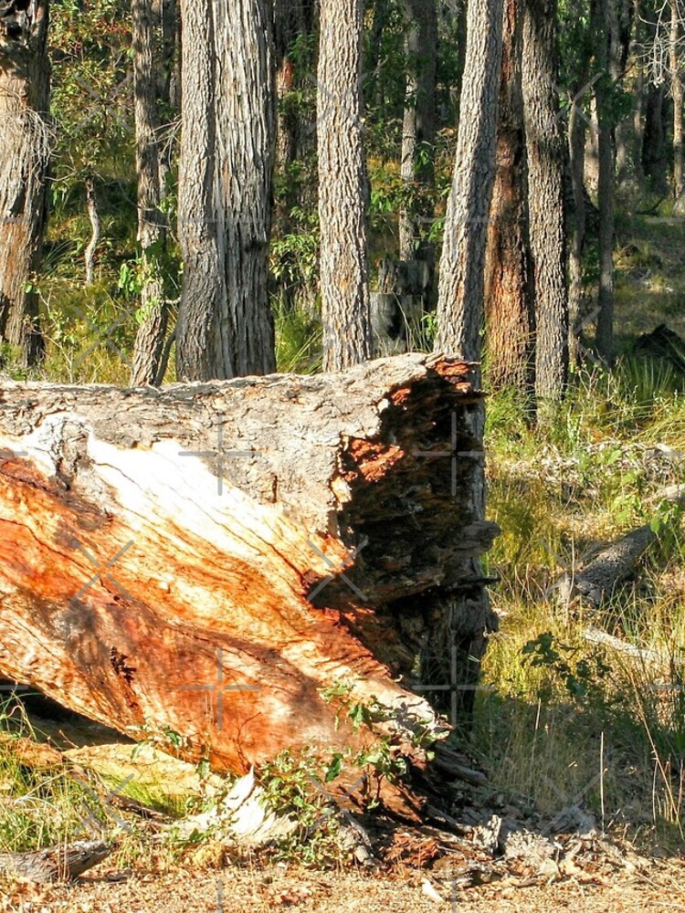 Thumbnail 4 of 4, iPhone Case, Fallen Tree designed and sold by eidann.