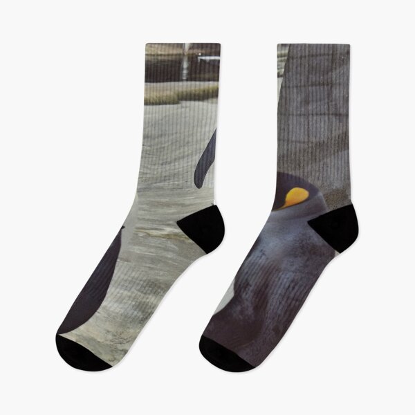 Item preview, Penguins Photography in Zoo Edinburgh designed and sold by aloresarts.