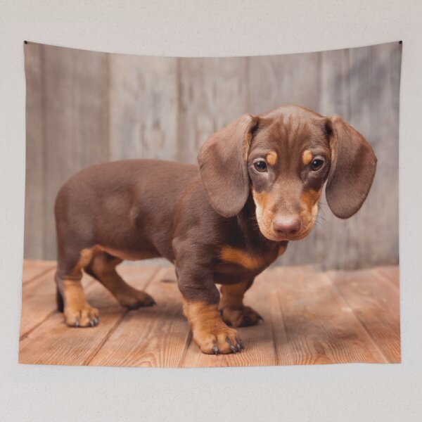 Item preview, Cute Dachshund Adorable Puppy designed and sold by treasure-crafts.