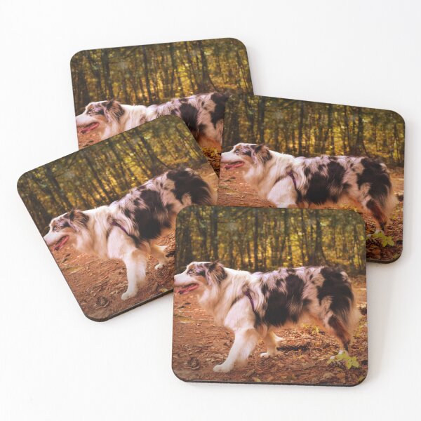Item preview, Photo of australian sheperd in forest,golden hour  designed and sold by rubyz-artz.
