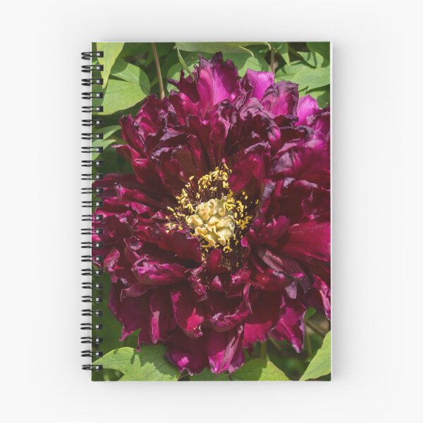 Item preview, Garnet Colored Ruffles and Gold Dust - One Very Showy Tree Peony Bloom designed and sold by Georgia Mizuleva.