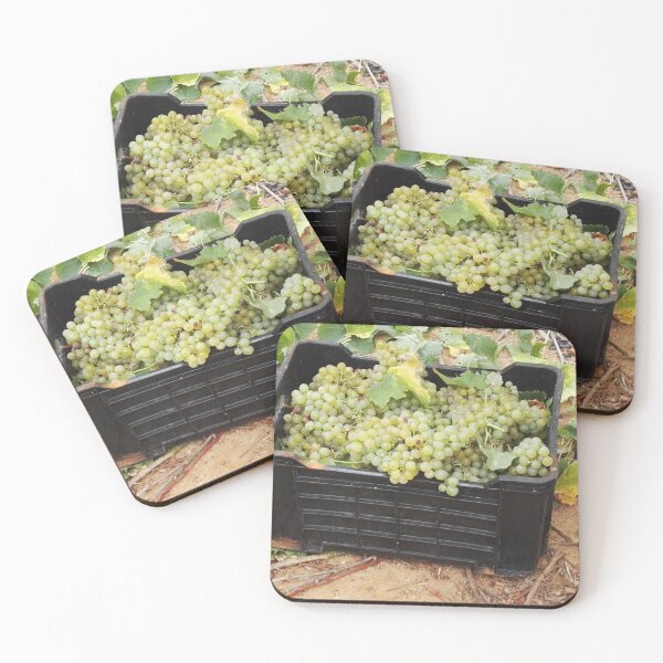 Item preview, Chenin Blanc grape harvest in South Africa designed and sold by wineandwords.