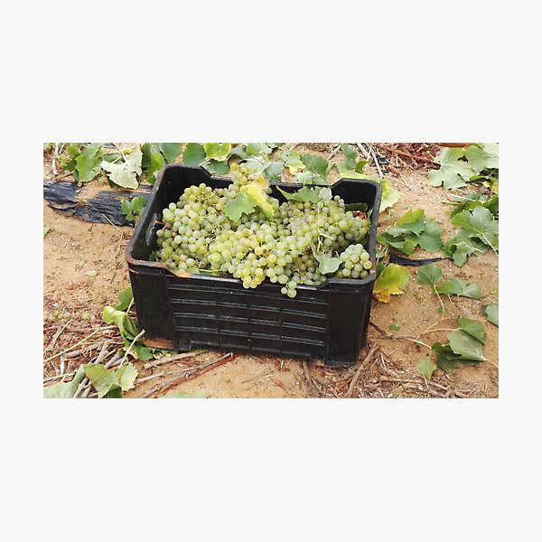 Item preview, Chenin Blanc grape harvest in South Africa designed and sold by wineandwords.