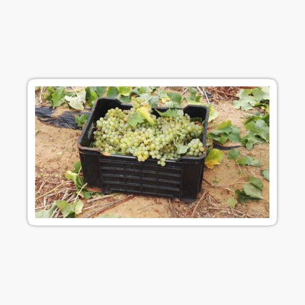 Item preview, Chenin Blanc grape harvest in South Africa designed and sold by wineandwords.