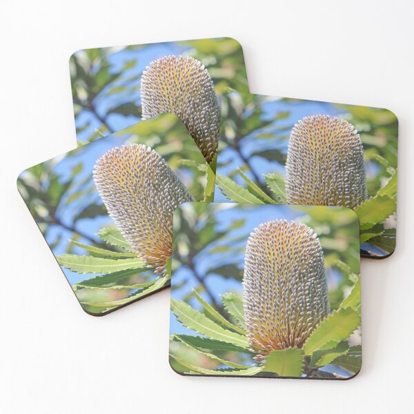 Item preview, Sunlit Australian Banksia designed and sold by Cloudlingpics.