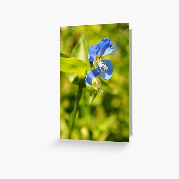 Blue Dayflower Greeting Card