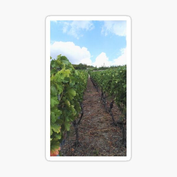 Item preview, Vineyard in Northeast Germany designed and sold by wineandwords.