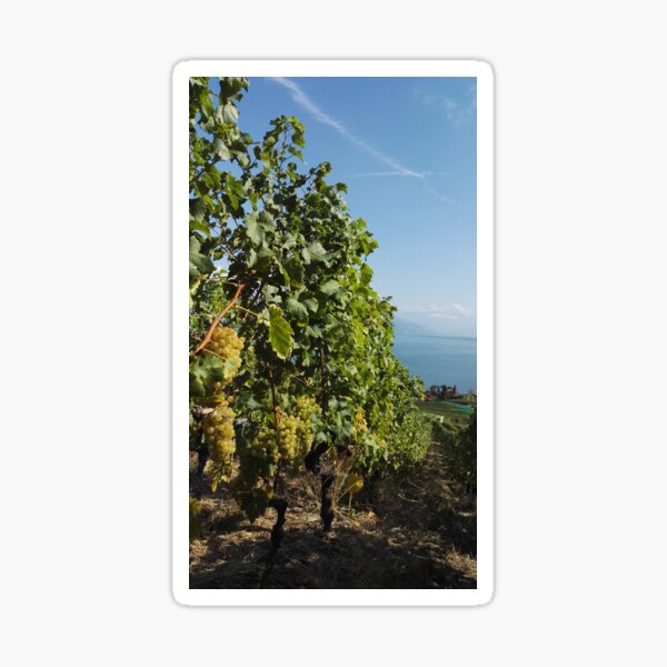 Item preview, Chasselas in Grand Cru vineyards - Vaud, Switzerland. designed and sold by wineandwords.