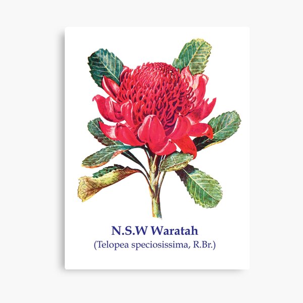 Waratah Watercolor Print Australian Native Botanical Art Native Flower