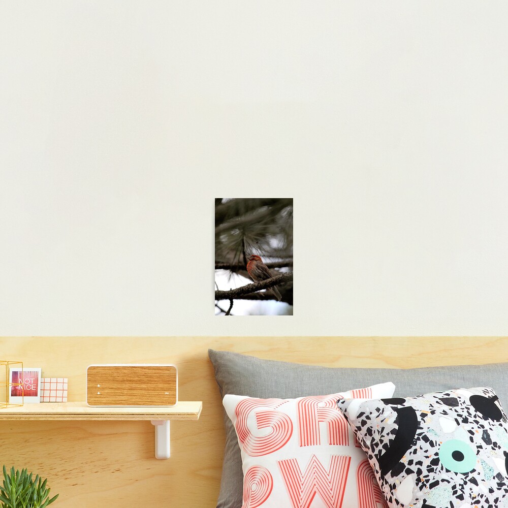 Perched in the Pine Photographic Print