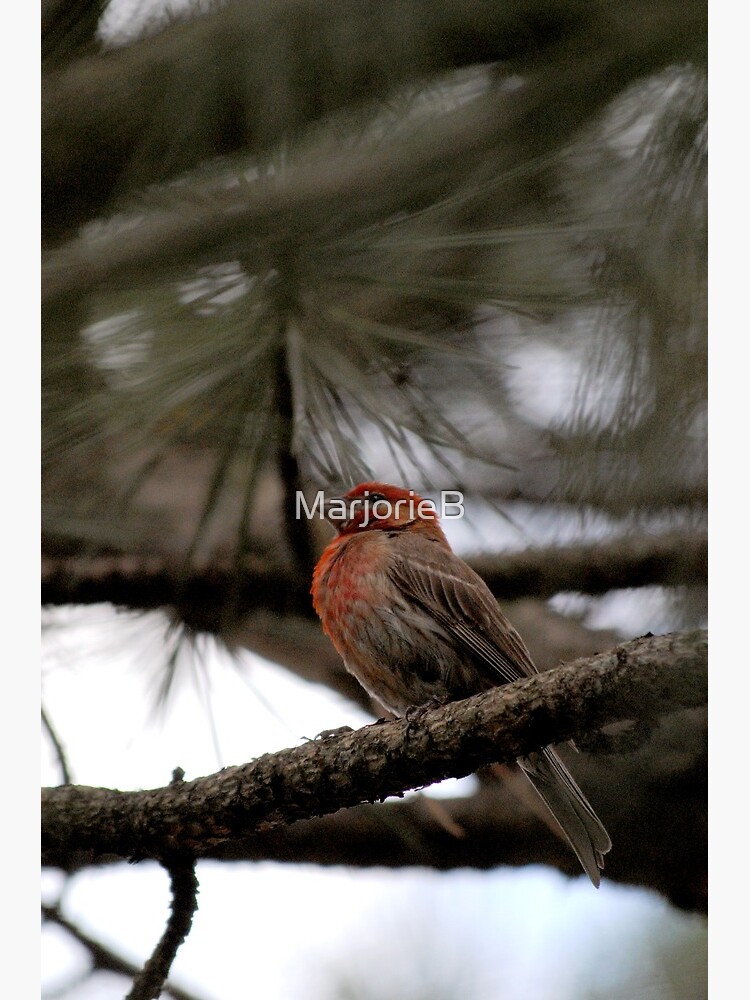 Perched in the Pine by MarjorieB