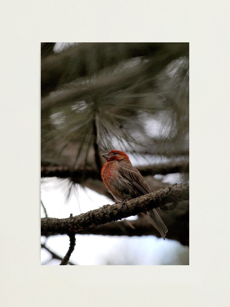 Alternate view of Perched in the Pine Photographic Print