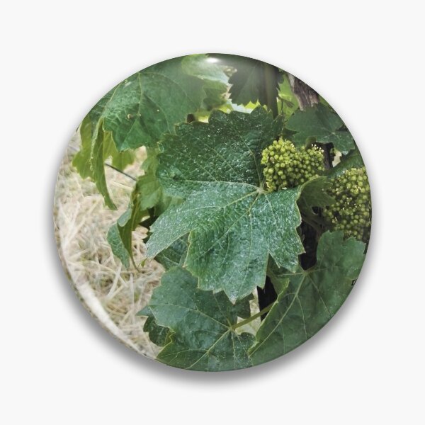 Item preview, Wine and vine photography: grape flowers designed and sold by wineandwords.