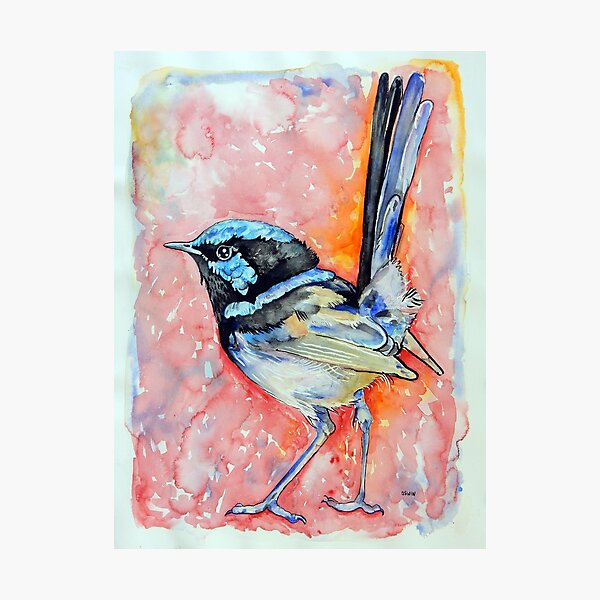 Superb Fairy Wren Photographic Print