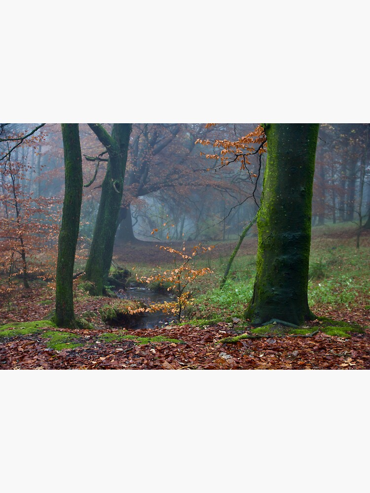 Moody Autumnal Woodland by McBay